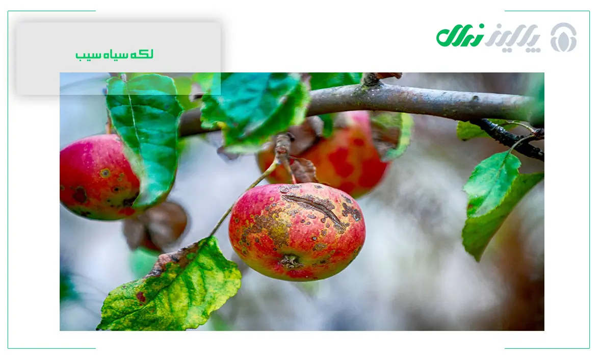 راههای مدیریتی برای سلامت نهال سیب از بیماری لکه سیاه راههای مدیریتی برای سلامت نهال سیب از بیماری لکه سیاه