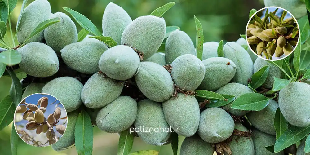 خرید نهال بادام دیرگل برای شرایط آب و هوایی سردسیر